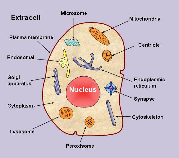 Microsome