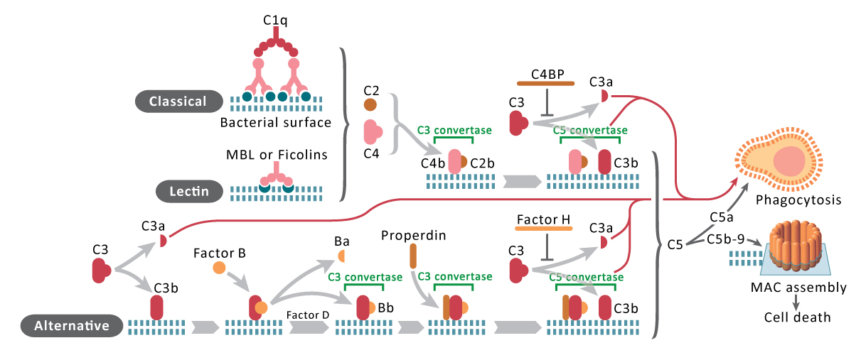 complement-factor