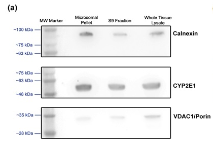 microsome-extract