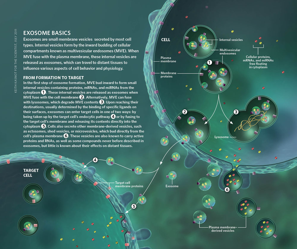 Exosomes-basic