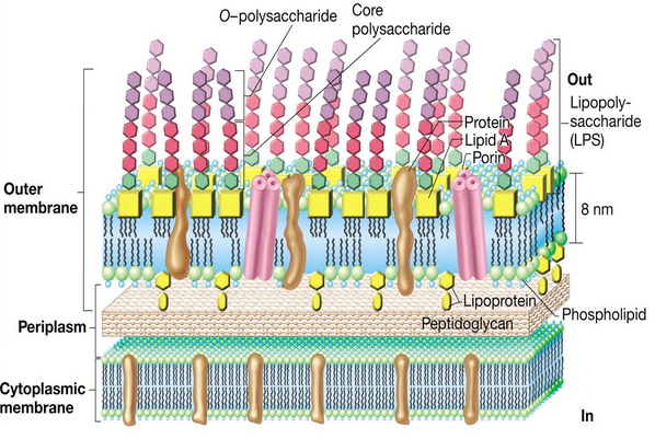 endotoxin