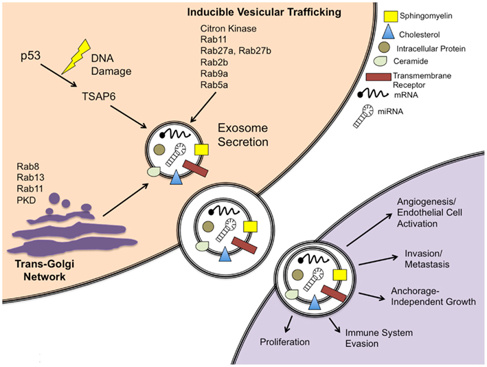exosome-passage