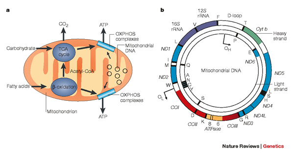 Mitochondrial-DNA