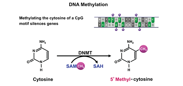 dna-methylation