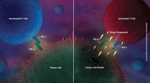 Figure.2 immune-system-attack