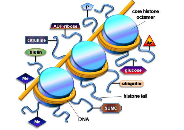 epigenetic