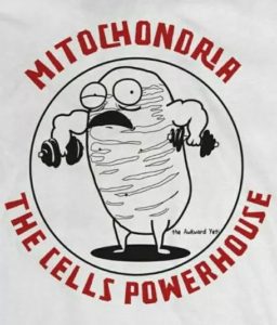 mitochonoria