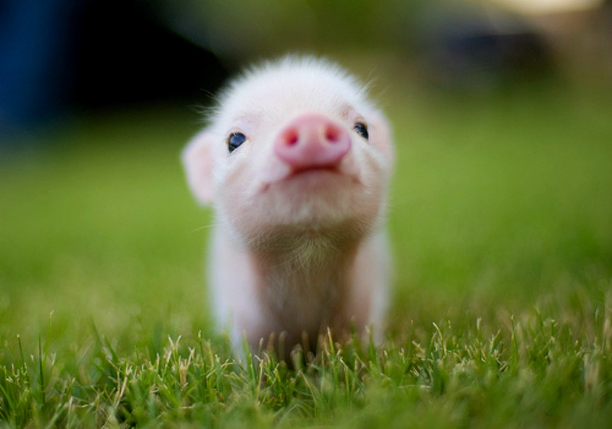 36068__baby-pig_p