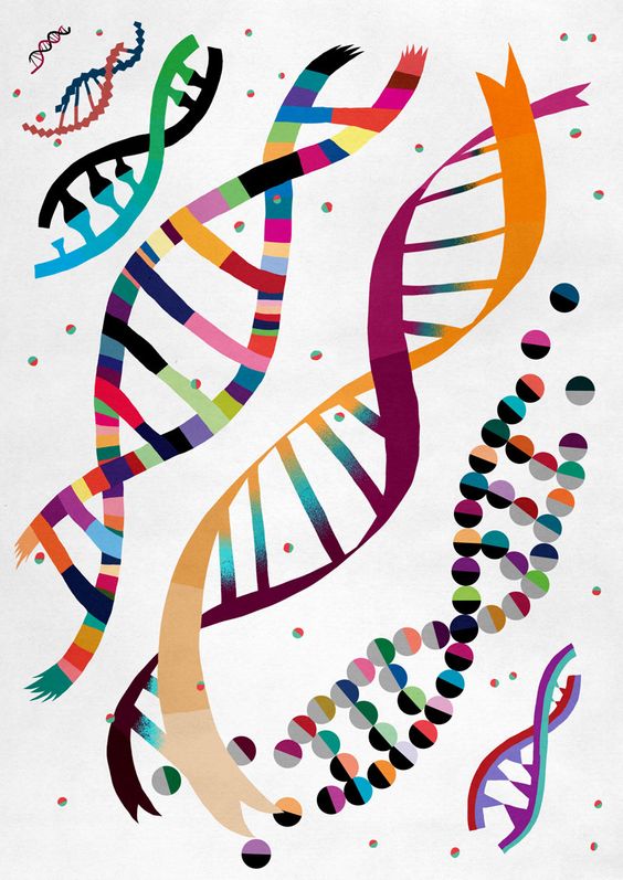 Figure.1 DNA