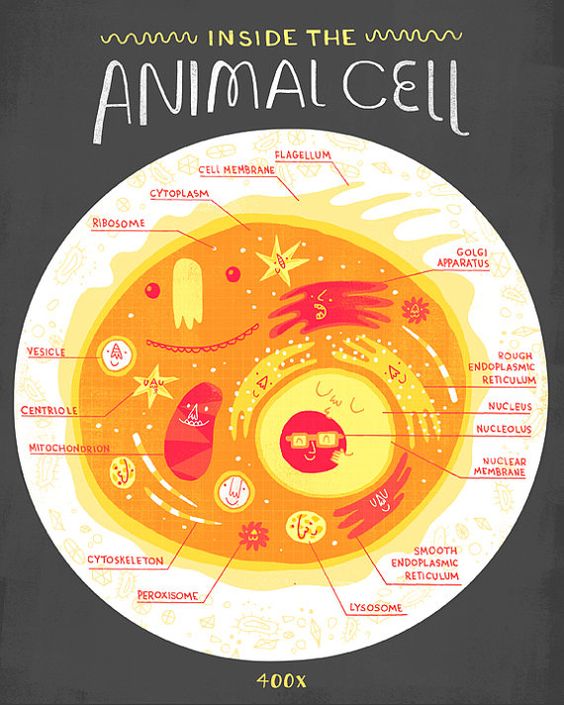 Figure.1 cell
