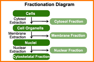 Figure.2 cellfractation