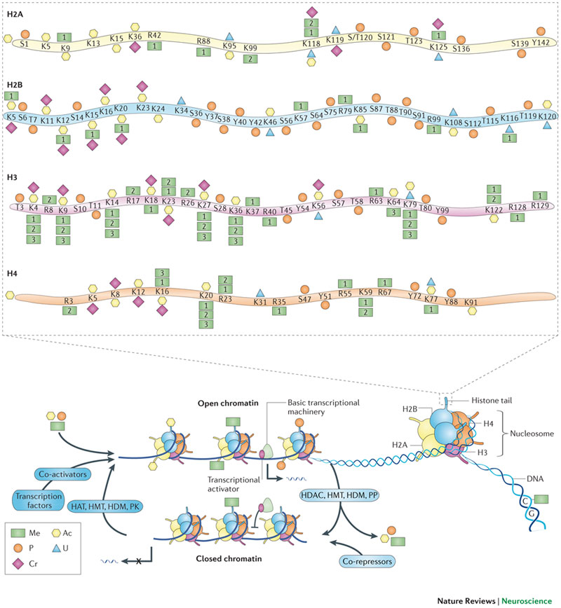 Histone-modification