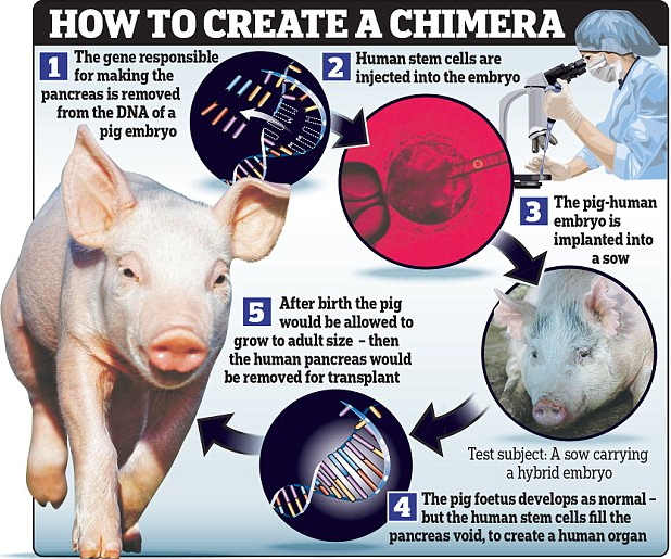 pig2