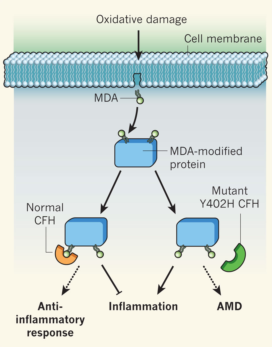 Figure.1 MDA-3