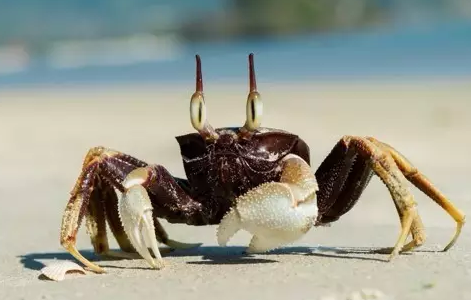 crab