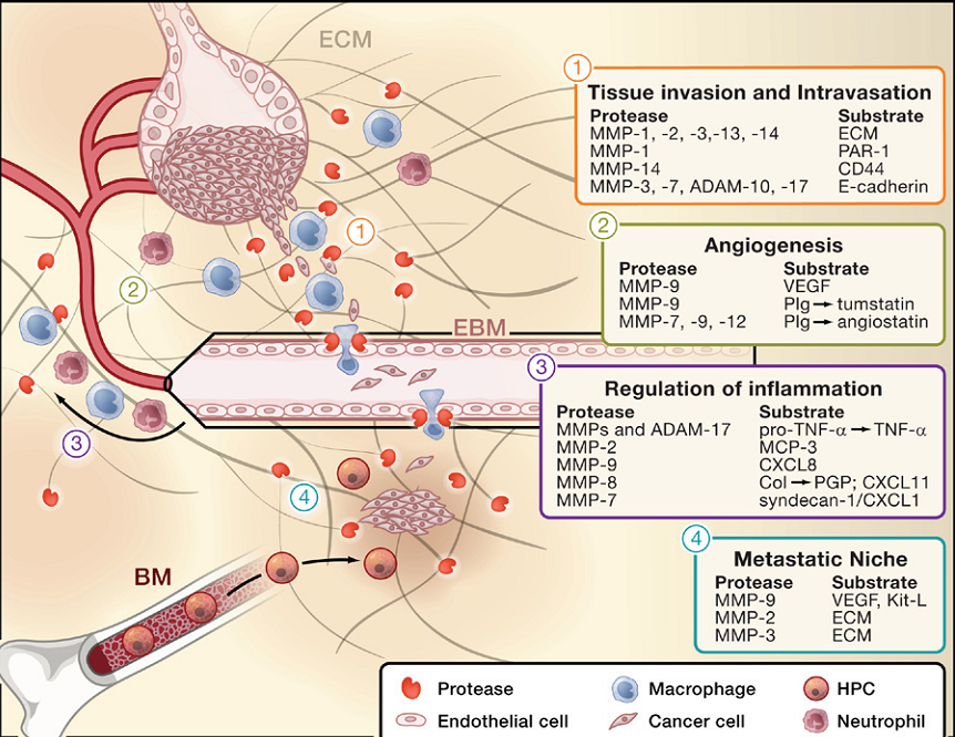 细胞外基质(cytokeratin\/MMP\/TIMP\/GFAP\/colla