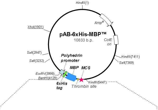 pAB-6xHis-MBP-1