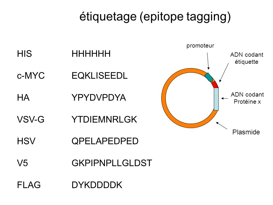 tag-antibody