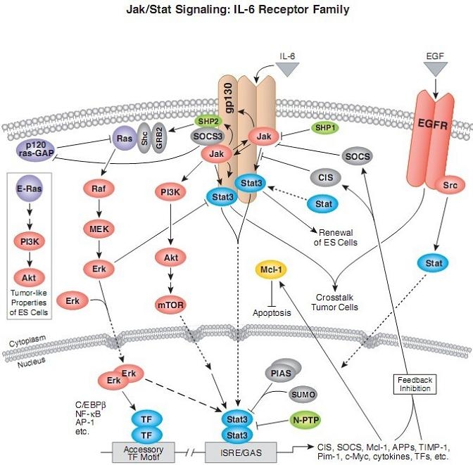 Jak signaling