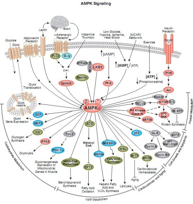 AMPK signaling