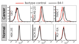 vimentin-antibody