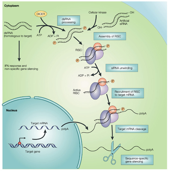 living cell imaging