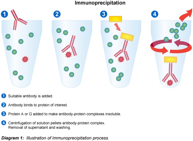 immunoprecipitation
