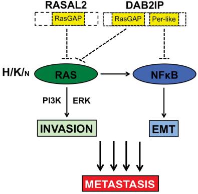 NF-κB signal path