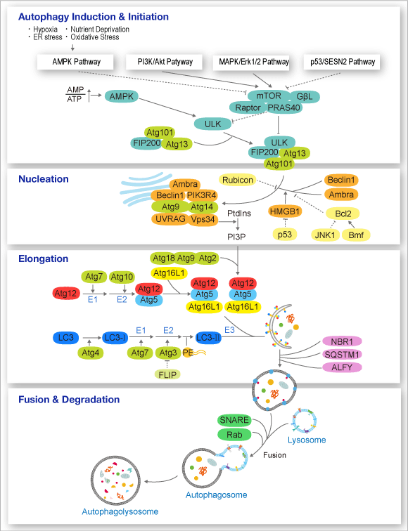 autophagy_pathway