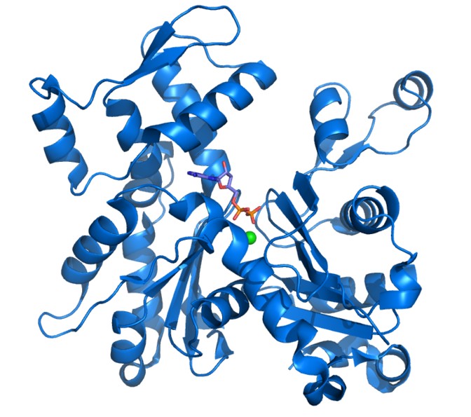 s-nitrosylation-protein