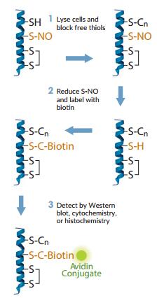 s-nitrosylation-protein