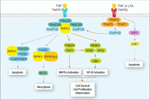 tnf-traf-signaling-pathway1
