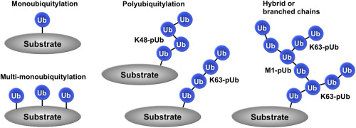 Different types of ubiquitylation.