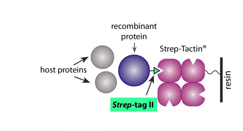 Strep Tag II抗体