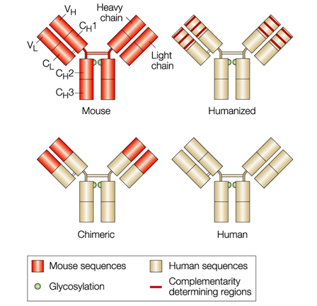 Humanized Mab