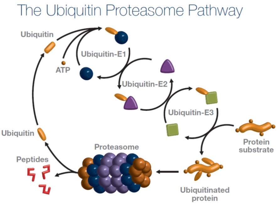 Ubiquitin Proteasome Pathway
