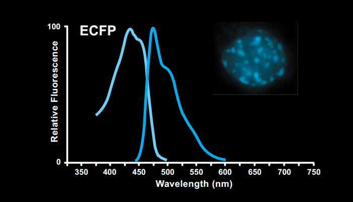 ecfp-figure