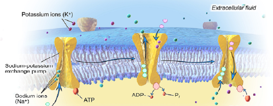 Sodium-PotassiumPump