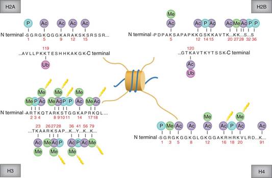 histone-h3-protein-structure