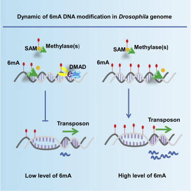 m6A-DNA