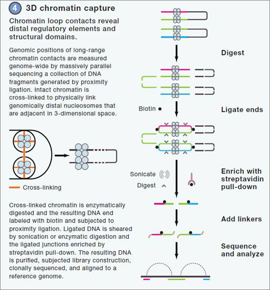 3D-chromatin-capture