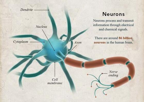 Neurons