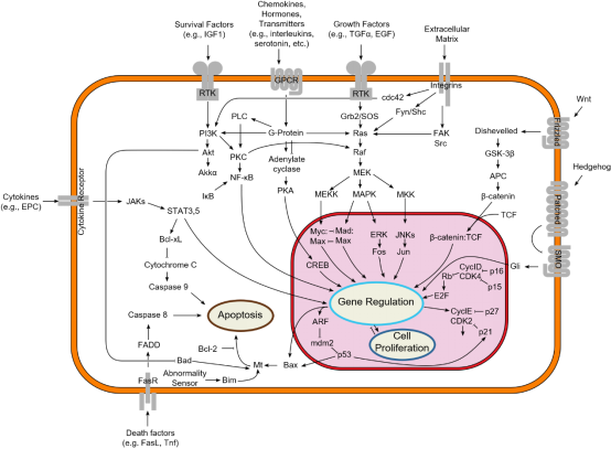 Signal-transduction-pathways