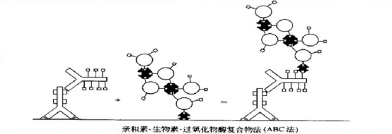 biotin-ABC