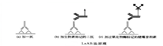 biotin-LSAB