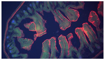 cell-gut