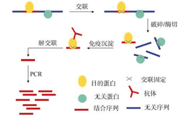 核酸-蛋白质互作的研究方法简介