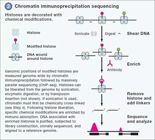 chip-sequencing