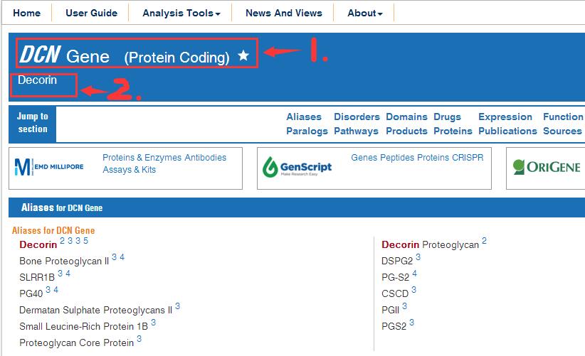 genecards-decorin