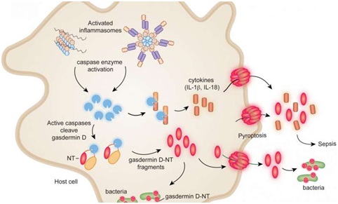 pyroptosis